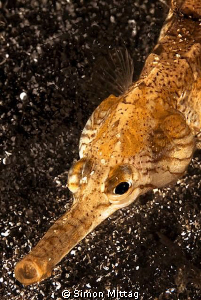 Pipefish by Simon Mittag 